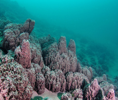 加拿大BC省亭湖的微生物。