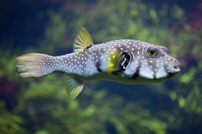 白斑河豚 (Arothron hispidus)
