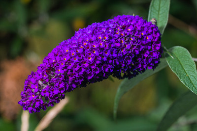 花选择