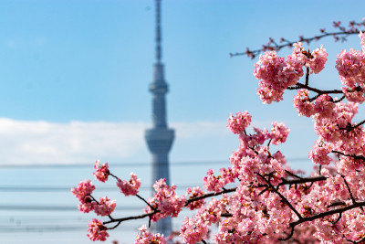 河津樱花和东京天空树在老中川，平井，江户川市，东京，日本