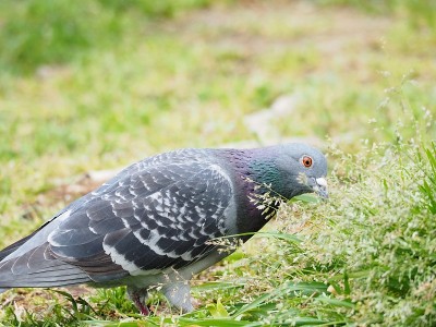鸽子