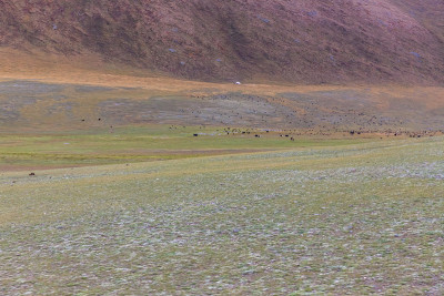 典型的蒙古风景。山坡和山谷。阿尔泰、蒙古