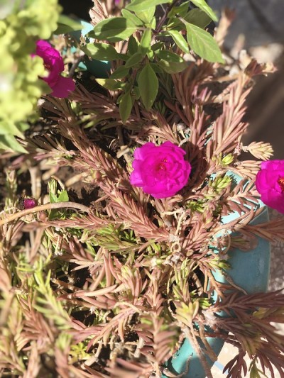 花