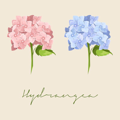 Set of Different blue and pink Hydrangea macrophyl