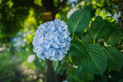 绣球花在六月盛开