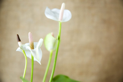 近细节的白色红掌