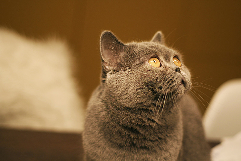 特写的异国情调短毛猫