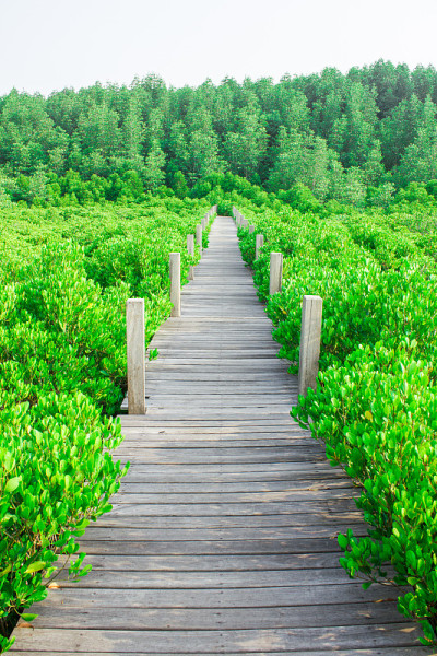 绿色的风景