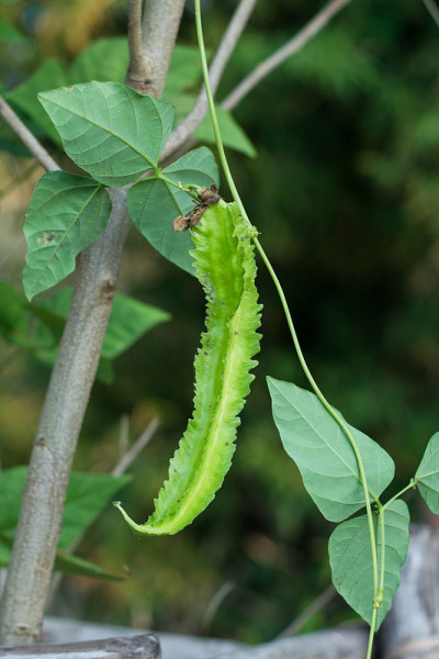 翅豆(公主豆或芦笋豆)树上，Psophocarpu