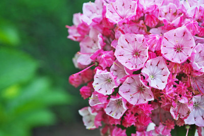 Kalmia