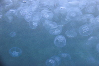 水中漂浮着水母