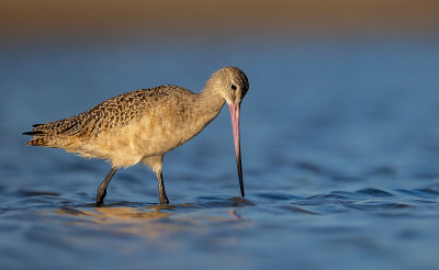 佛罗里达州的大理石Godwit