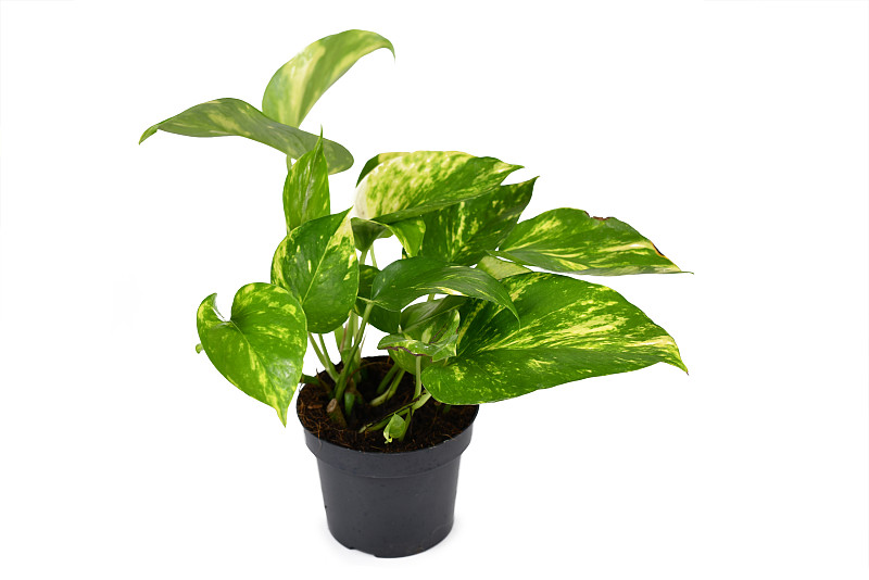 全热带'Epipremnum Aureum Golden Pothos'室内盆栽植物，孤立在白色背景