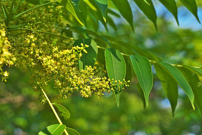 Rhus succedanea