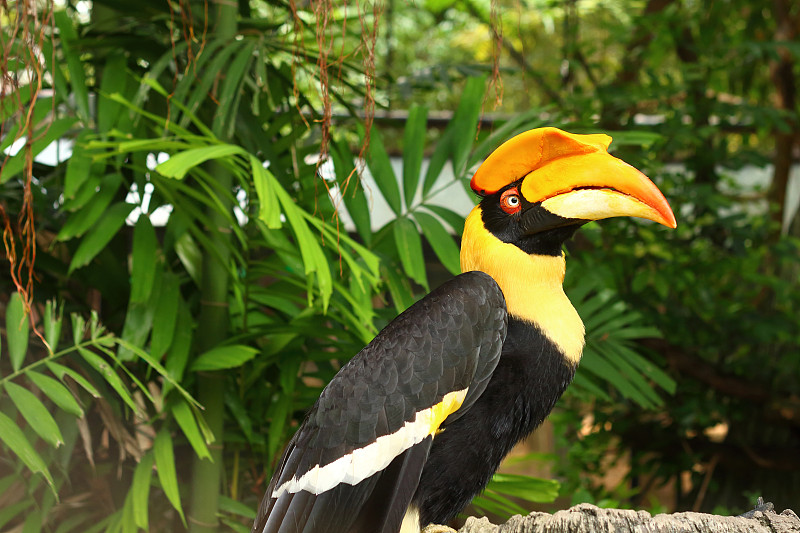 伯德hornbills