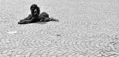 贵宾犬在鹿