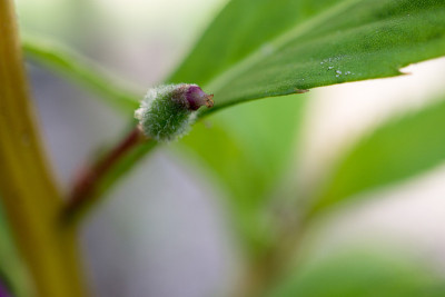 没有盛开的花