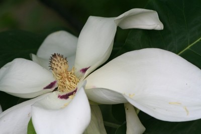 南木兰花特写