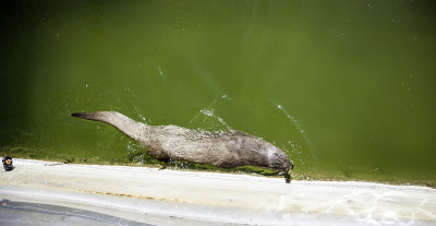 水獭在湖