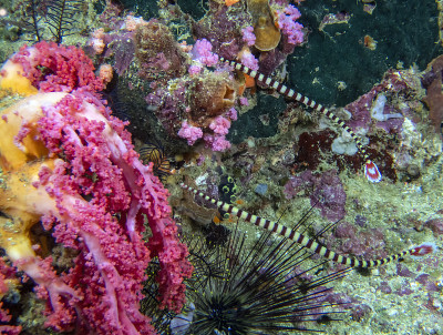 一对带状尖嘴鱼(Doryrhamphus dactyliophorus)