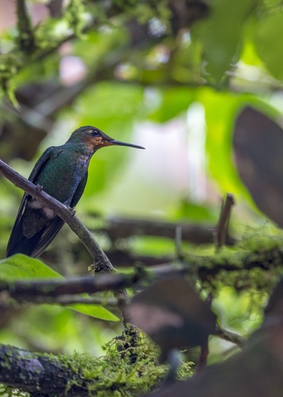绿冠亮蜂鸟(Heliodoxa jacula)