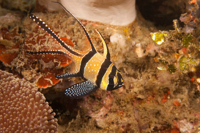 Banggai Cardinalfish