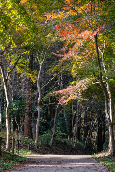 千叶市，千叶县，日本/泉自然公园千叶市，千叶县，日本