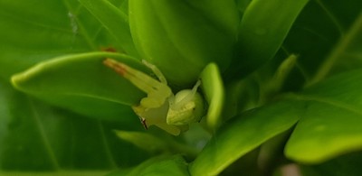 绿色的蜘蛛