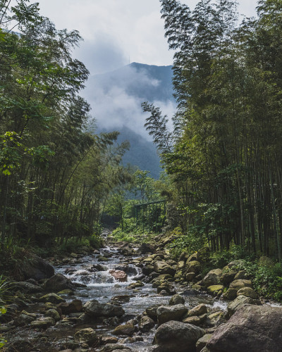 中国明月山竹林间的小溪