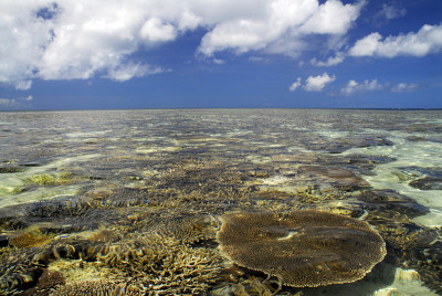 珊瑚海