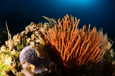 海胆湾水下环境