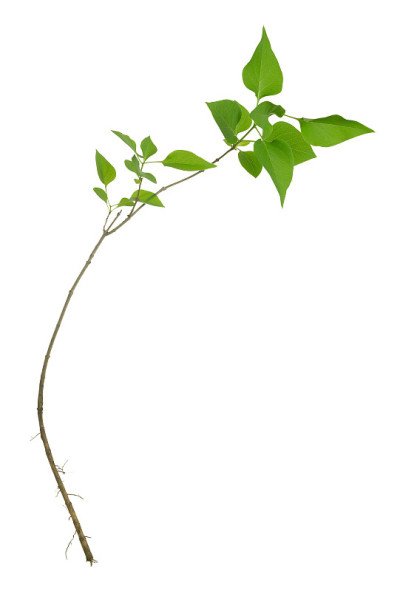 分离于白色背景上的丁香、紫丁香属植物