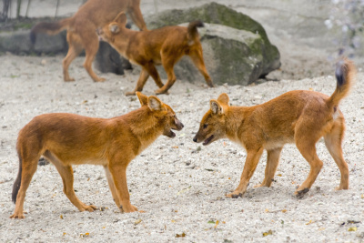 Dhole(高山熊)