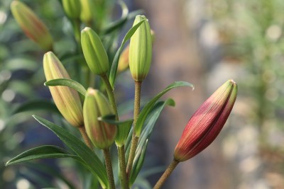 莉莉的花