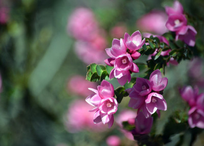 澳大利亚本土玫瑰的粉红色花朵，Boronia serrulata, Rutaceae科，皇家国家公园