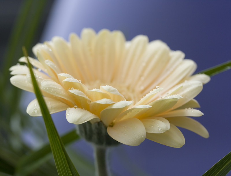 淡粉色的非洲菊