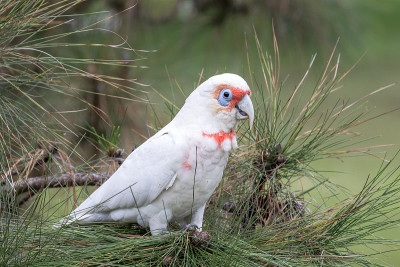 族Corella