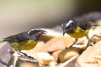 Bananaquit - 香蕉黄