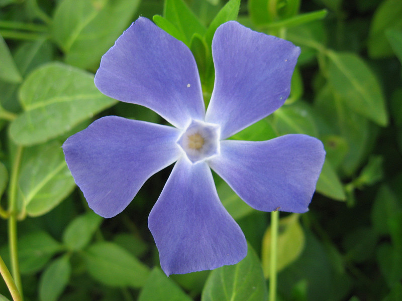 小长春花花