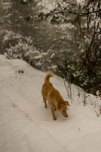 印度狗在大自然的雪地上奔跑和玩耍