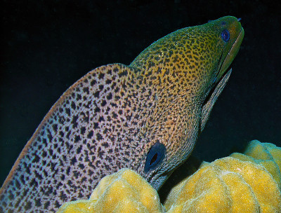 红海中的一条巨型海鳗(Gymnothorax javanicus)