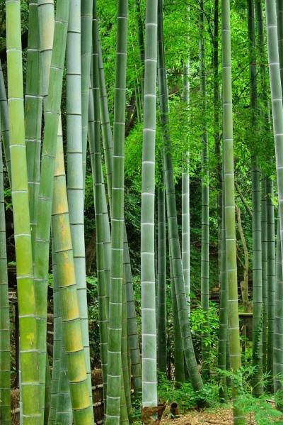 竹子