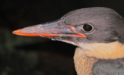 一个幼鹳喙翠鸟的特写(pelargopsis capensis)，孙达本斯三角洲地区的西孟加拉在印度