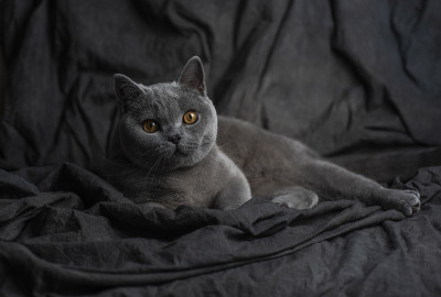 英国短毛猫
