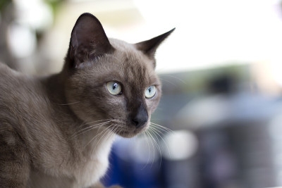 这只可爱的猫正盯着受害者