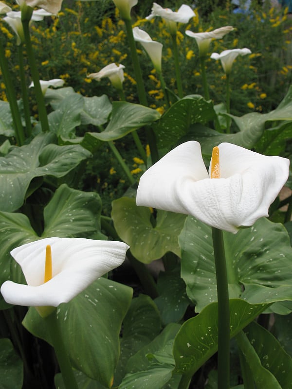 马蹄莲和百合花