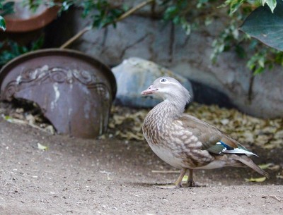 鸭子夫人