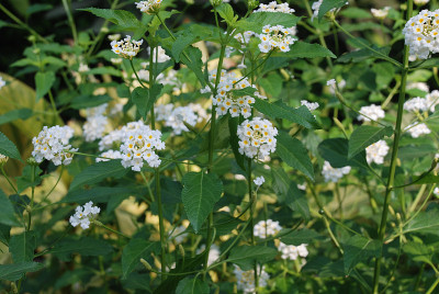 小白花
