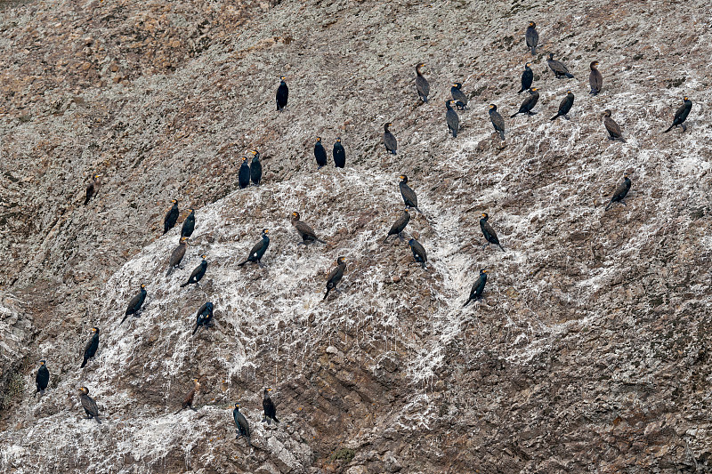 Cormorant bird colony on the rock. Great Cormorant