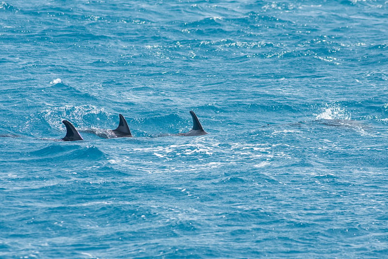 一群宽吻海豚(Tursiops truncatus)在埃及的赫尔格达红海游泳